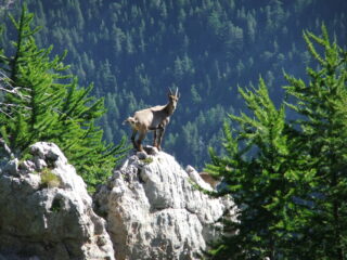 Stambecchi sui precipizi della Rocca Cuna