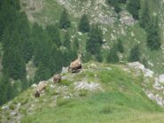 Nidiate di camosci sulla Rocher Rouge