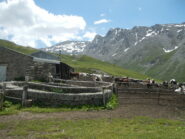 Bergeria del Gran Miol e Gran Queyron sullo sfondo