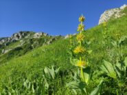 Salendo verso lo spartiacque Roaschia-Entracque