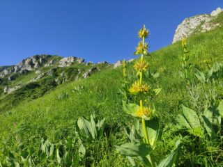 Salendo verso lo spartiacque Roaschia-Entracque