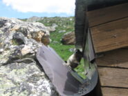 Beccata con le zampe nella marmellata