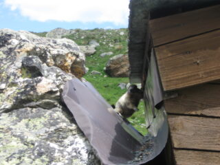 Beccata con le zampe nella marmellata