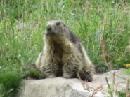 una bella marmotta, sotto Rantin