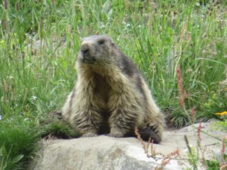 una bella marmotta, sotto Rantin