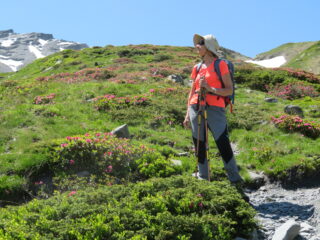 Bella fioritura di rododendri
