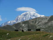 mucche al pascolo con sfondo Bianco, scendendo nella Comba Meana