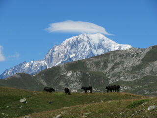 mucche al pascolo con sfondo Bianco, scendendo nella Comba Meana