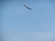 Aquila