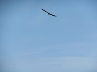 Aquila