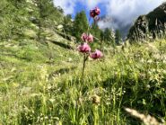 Fioritura spettacolare di gigli martagoni 
