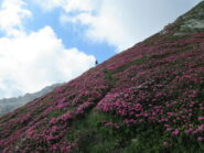 Fioriture lungo la cresta