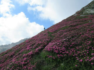 Fioriture lungo la cresta