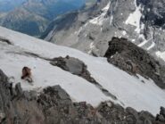 Nevaio ripido affrontato in discesa sulla Cresta Sud