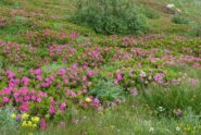 Bella fioritura di rododendri