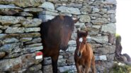 I cavalli del Soglio