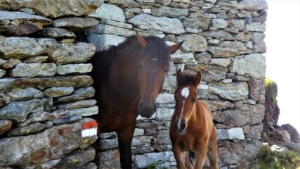 I cavalli del Soglio