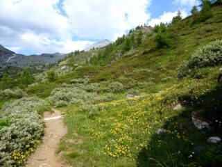 La splendida fioritura.