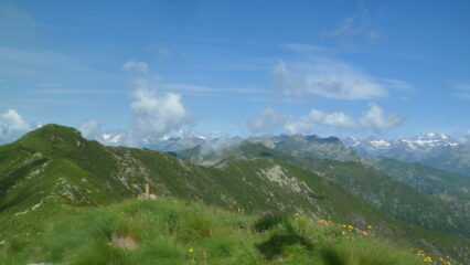 Dall'Angiolino