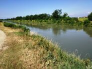 Fioritura di tasso barbasso lungo le sponde del Canale Cavour.