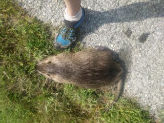 Nutria