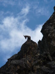 Camoscio curioso lungo la via normale