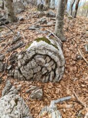 Albero pietrificato????