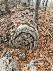 Albero pietrificato????