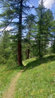 Il bosco ameno