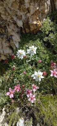 Stelle alpine al rifugio Pertini