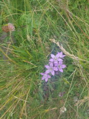 genziana ciliata