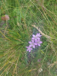 genziana ciliata