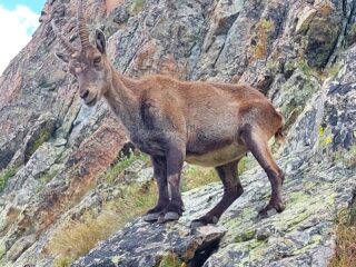 Lo stambecco 