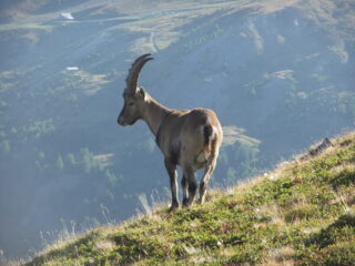 Stambecco solitario al Monte Sises
