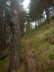 Sentiero sale dritto nel bosco