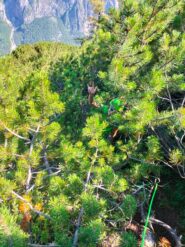 Rende l'idea del disagio tra i mughi...