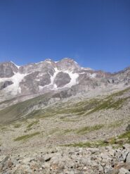 Il rosa poco sopra il testanera