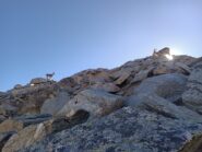 I camosci sul crestone.