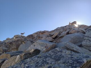 I camosci sul crestone.