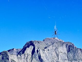il ragno del Piton
