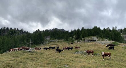 Alpe Leseney 2096 m.
