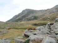 Vacche Highlands al Lago del Geccio