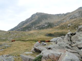 Vacche Highlands al Lago del Geccio