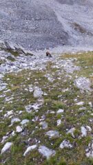 Sandro in salita nel canalone
