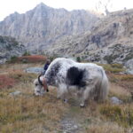 che ci fa uno Yak nelle valli di Lanzo?..