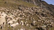 Gregge al Sella