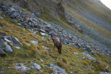 Stambecchi verso il Colle della Rossa