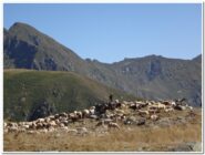 Il secondo gregge in salita
