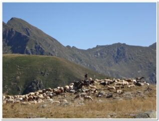 Il secondo gregge in salita