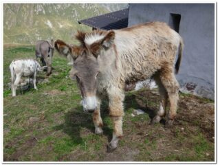 Asini all'alpe Capezzone